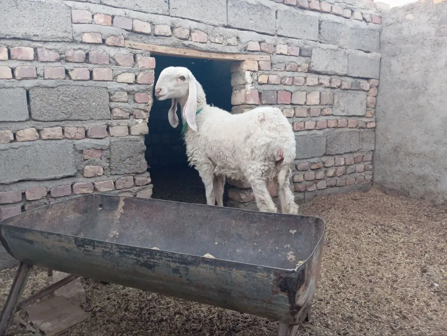 میش مری کاموریایی|حیوانات مزرعه|زابل, |دیوار