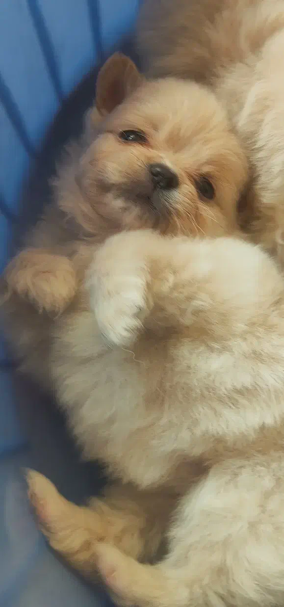 توله پامر|سگ|بوکان, |دیوار