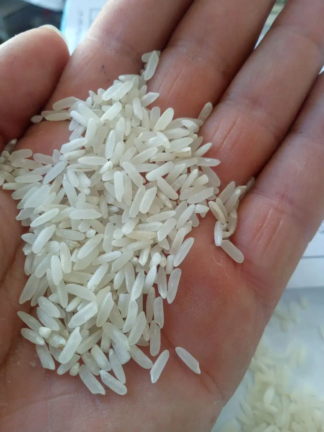 پخش عمده برنج تایلندی اروگوئه وهومالی|خوردنی و آشامیدنی|کرمانشاه, |دیوار