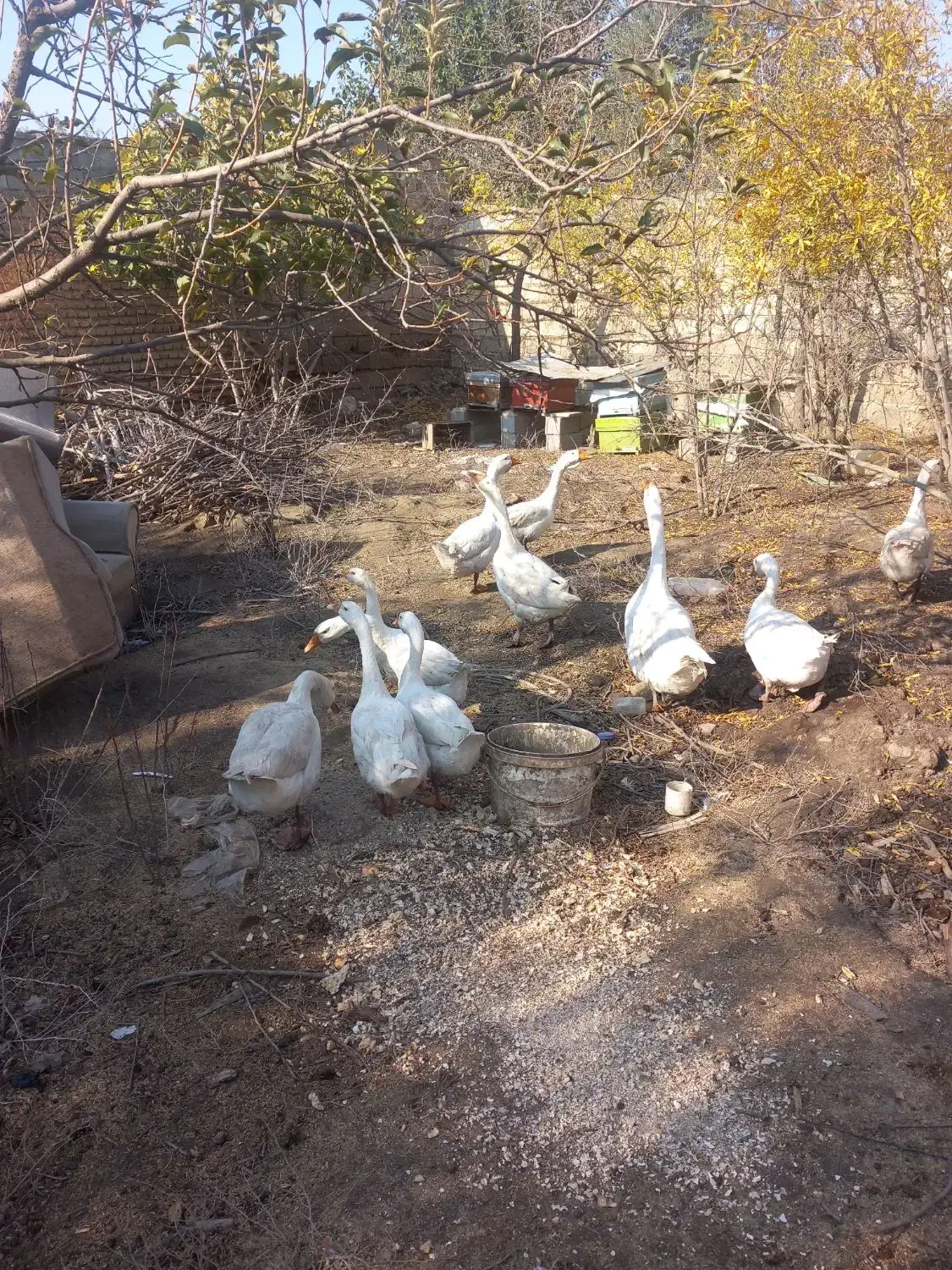 قوغاز|حیوانات مزرعه|گنبد کاووس, |دیوار