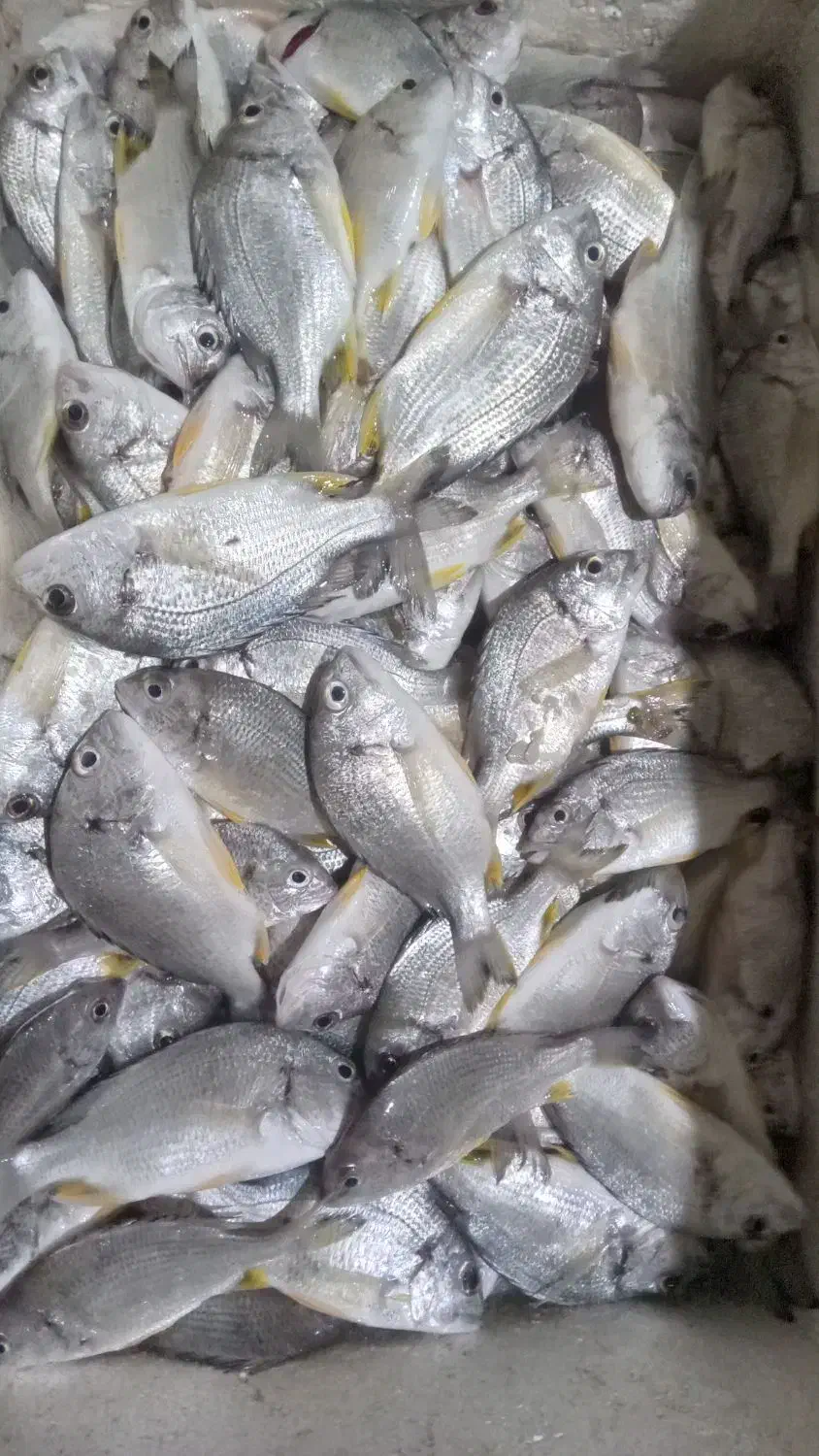 ماهی شانگ متوسط|ماهی|آبادان, |دیوار