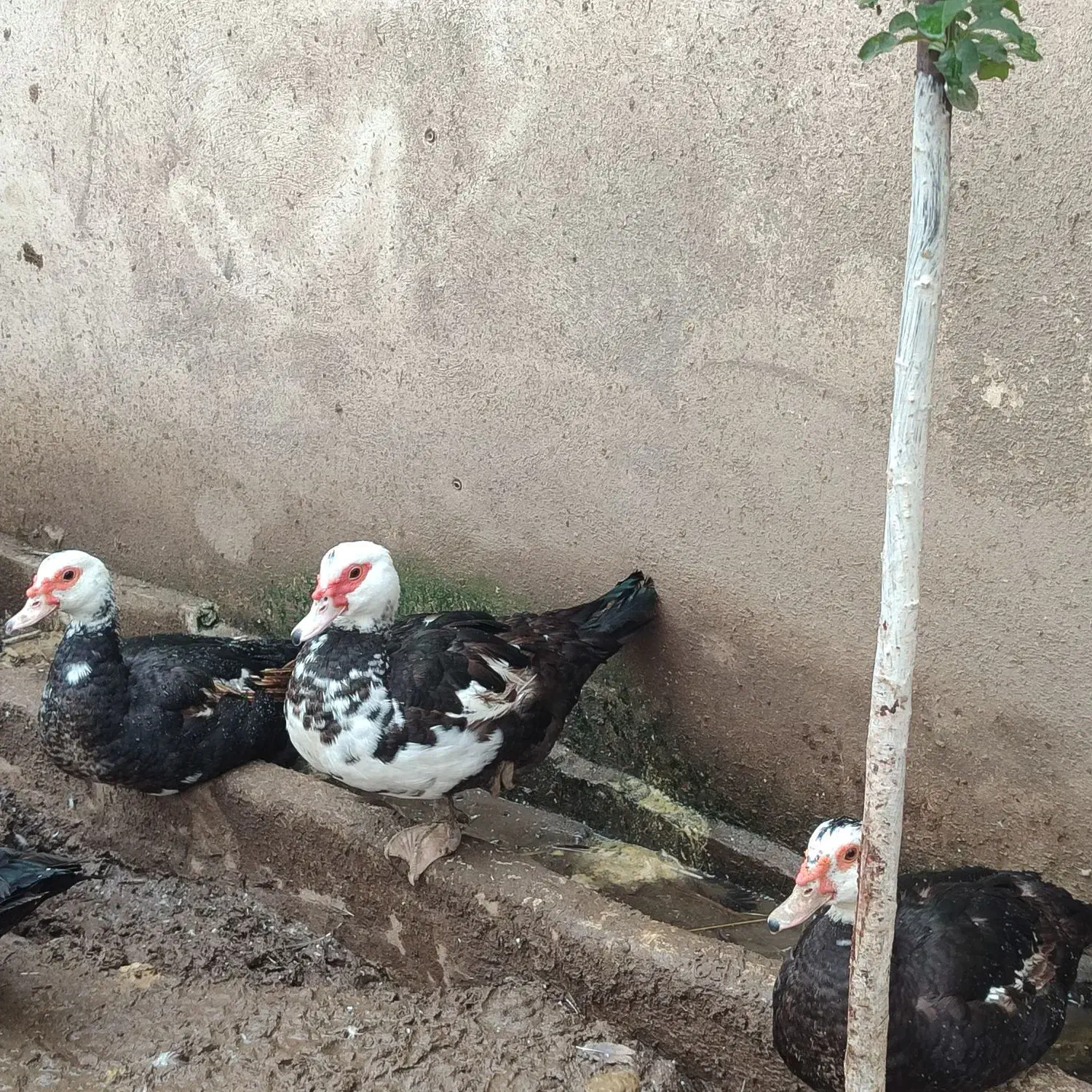 اردک اسرائیلی ماده|حیوانات مزرعه|آستانه اشرفیه, |دیوار