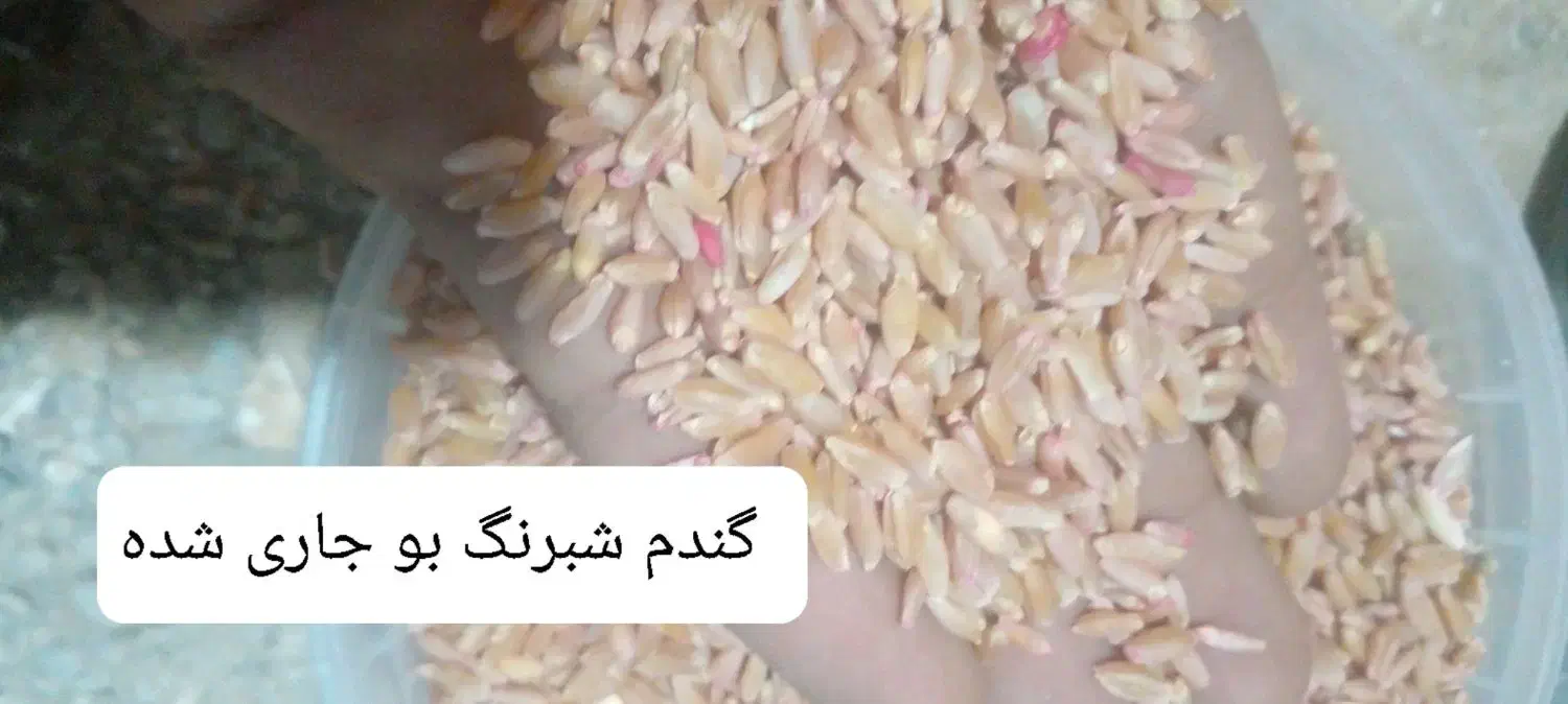 گندم شبرنگ|لوازم جانبی حیوانات|قصرشیرین, |دیوار