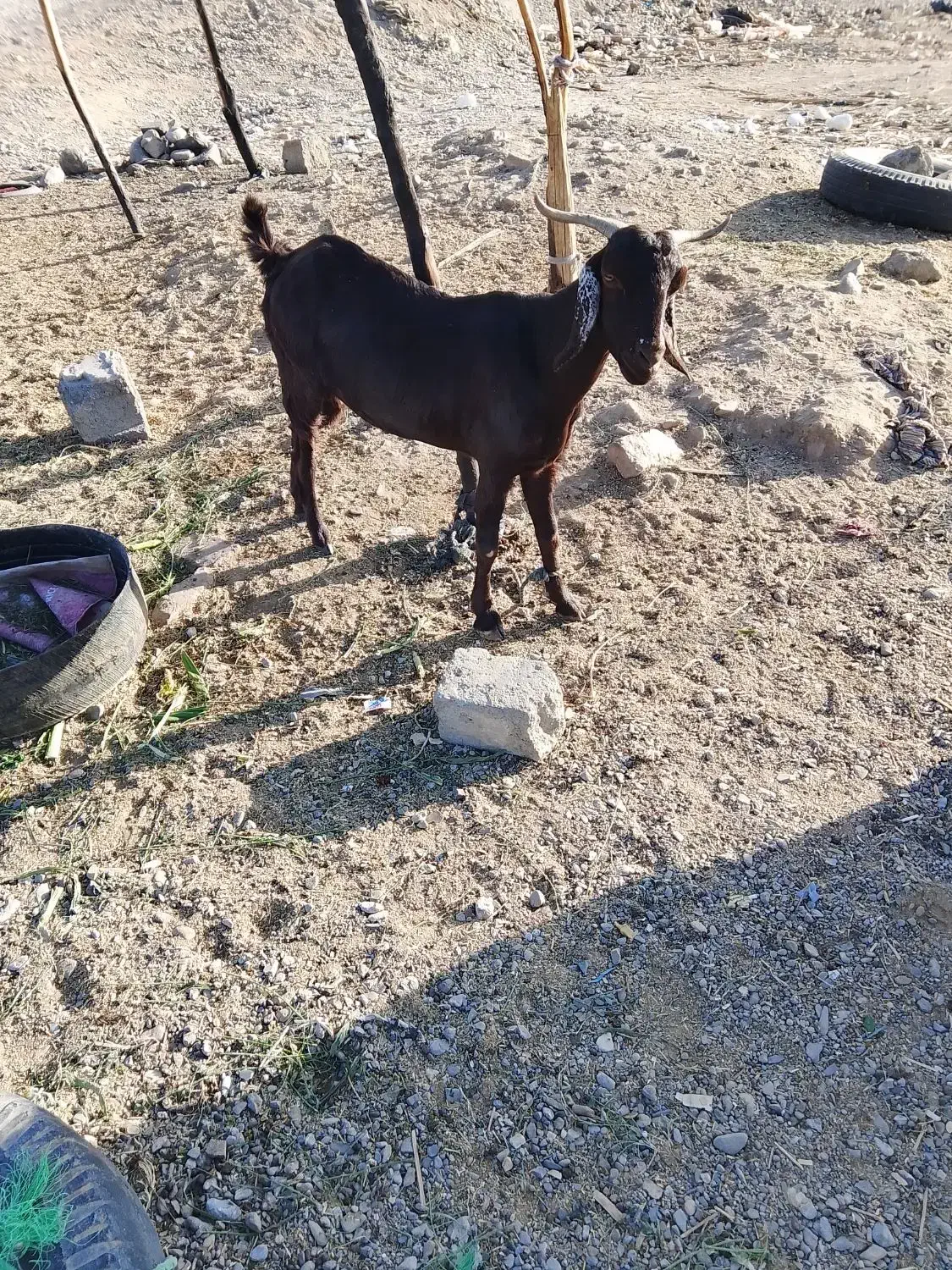 بز و تروشت چاق|حیوانات مزرعه|ایرانشهر, |دیوار