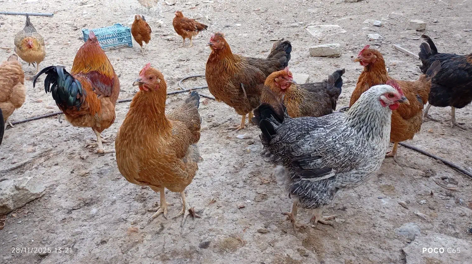 مرغ محلی جوان تخم گذار|حیوانات مزرعه|شیروان (خراسان), |دیوار