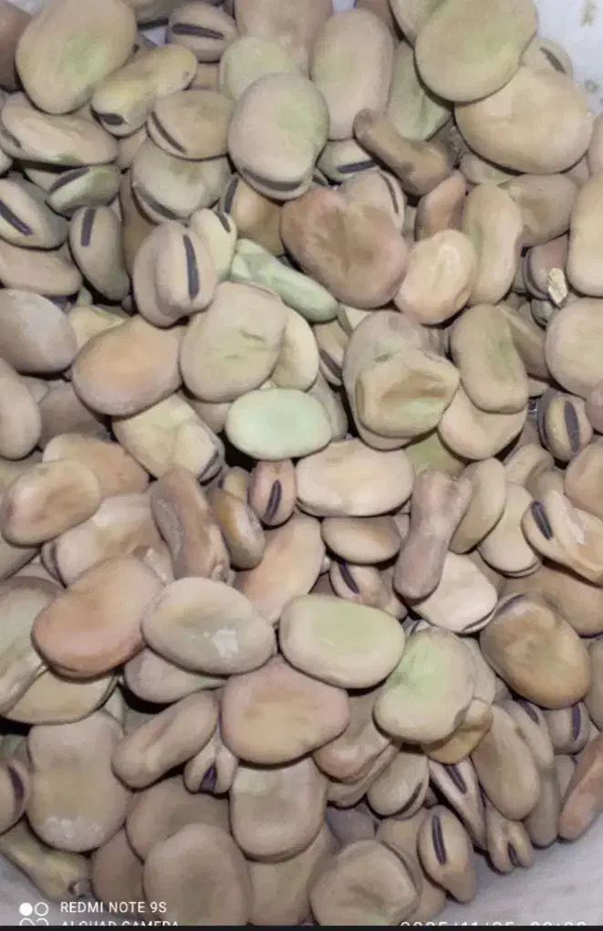 باقله|خوردنی و آشامیدنی|سرپل ذهاب, |دیوار