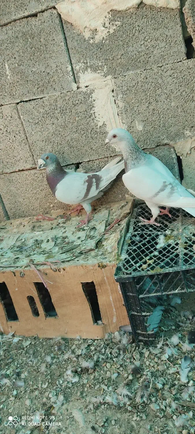 کبوتر سوسنی پیازی|پرنده|خشت, |دیوار