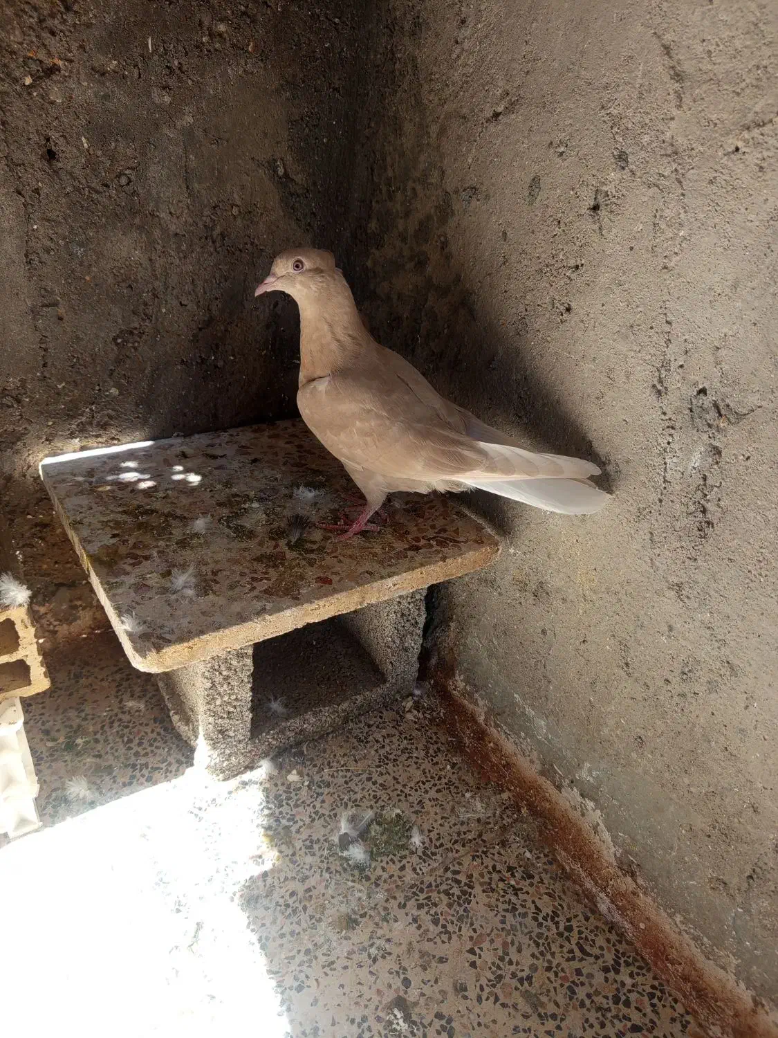 کبوتر|پرنده|شوشتر, |دیوار