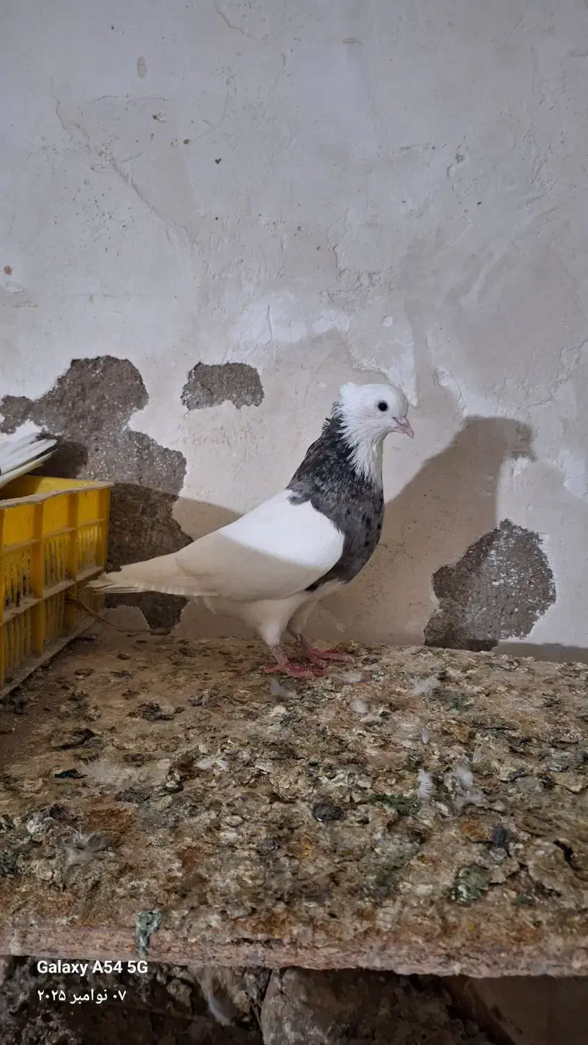 کبوتر|پرنده|جیرفت, |دیوار