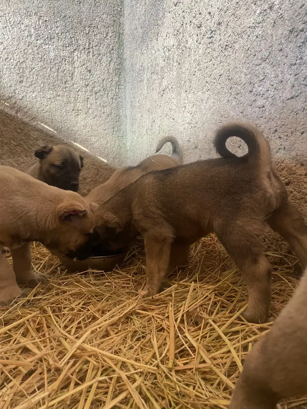 توله سرابی|سگ|پاکدشت, پاکدشت (مامازند)|دیوار