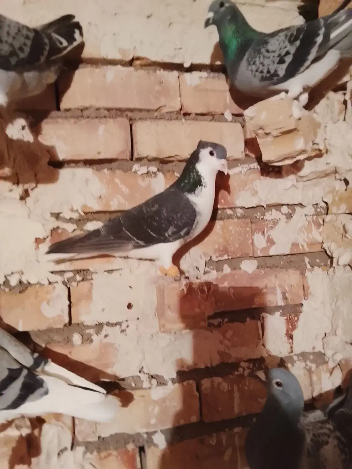 کبوتر ساده کاکلی|پرنده|بالا ولایت, |دیوار