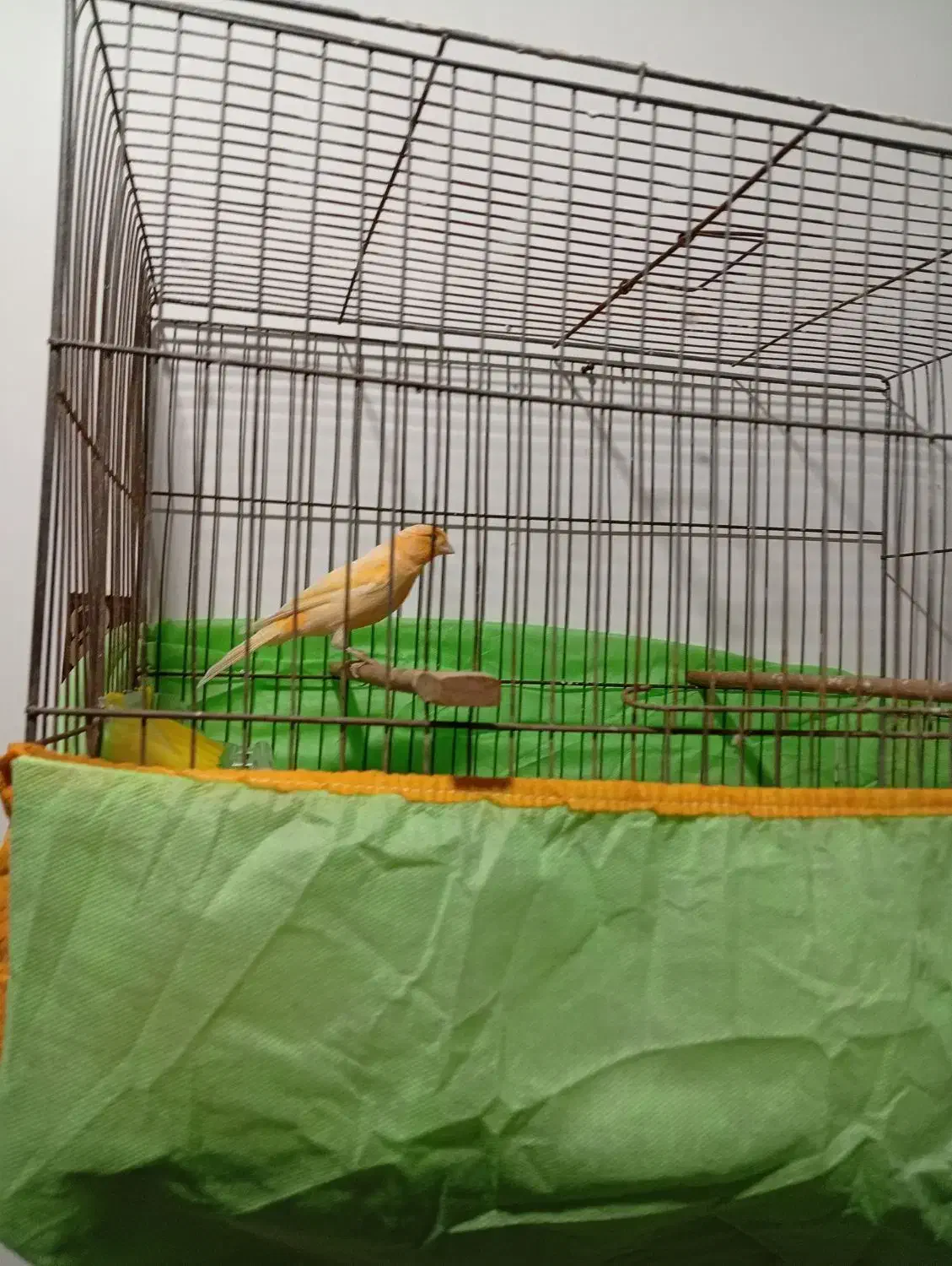 قناری|پرنده|شوش, |دیوار