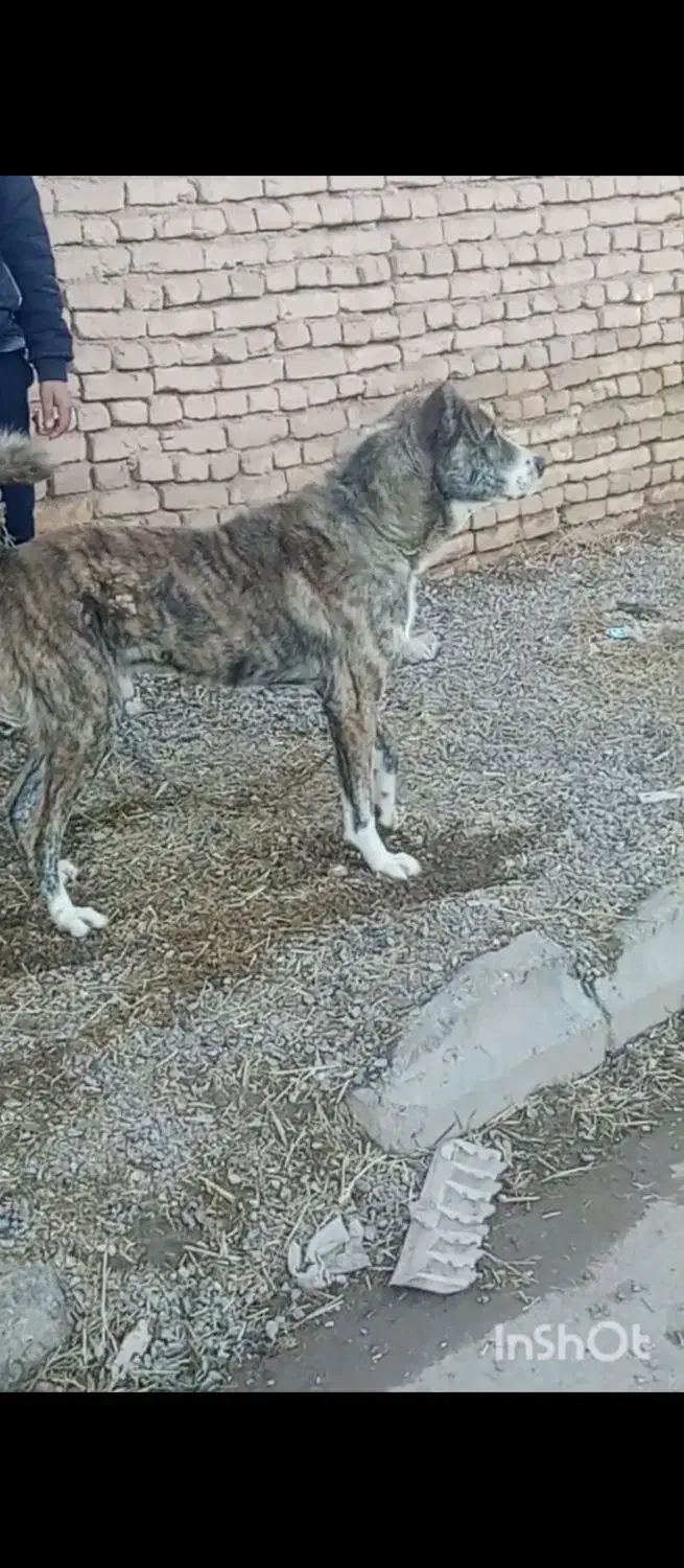 سگ1|سگ|گناباد, |دیوار