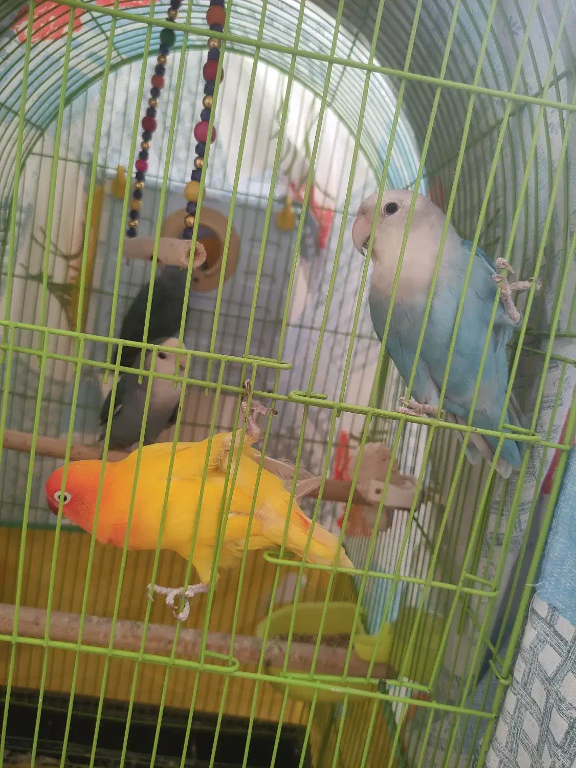 کوتوله|پرنده|شاهینشهر, شهرک ردانی پور|دیوار