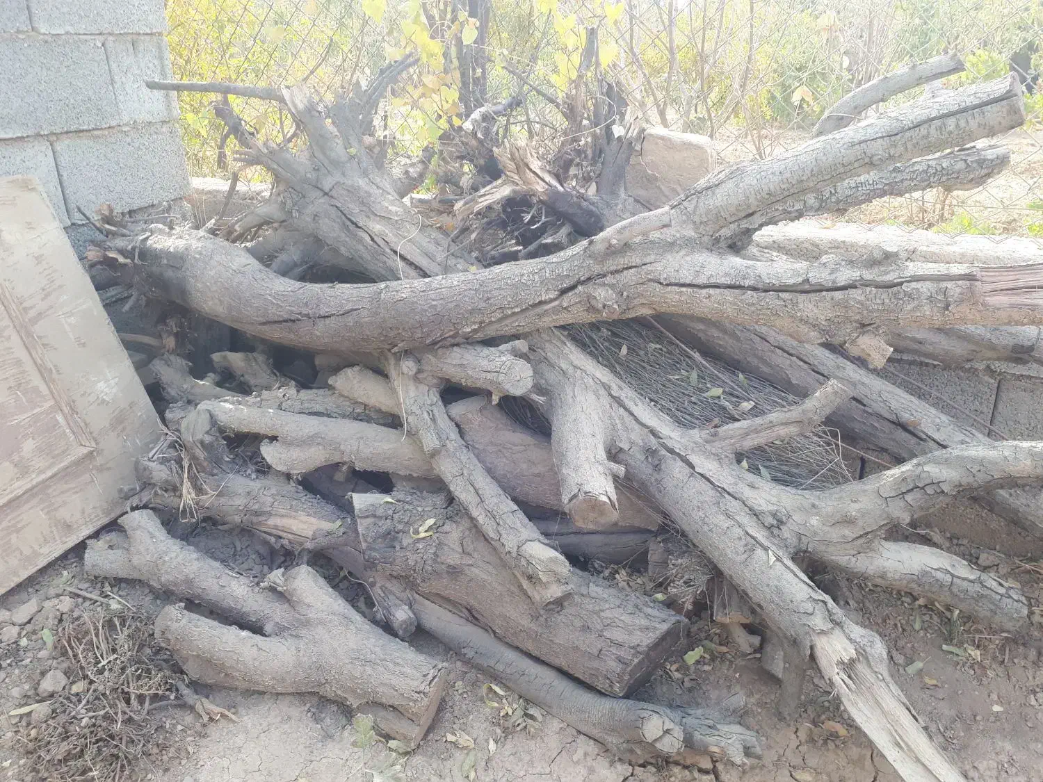 چوب و الوار خشک از درخت های بادام و به|عمدهفروشی|شاهینشهر, گزبرخوار|دیوار