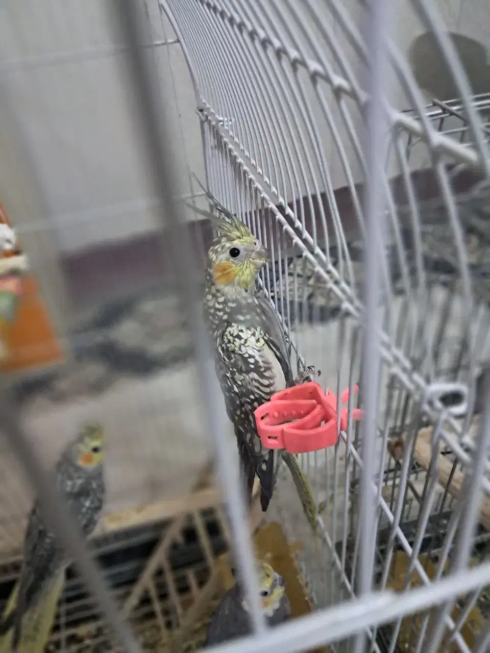 عروس هلندی|پرنده|مشهد, رضاییه|دیوار