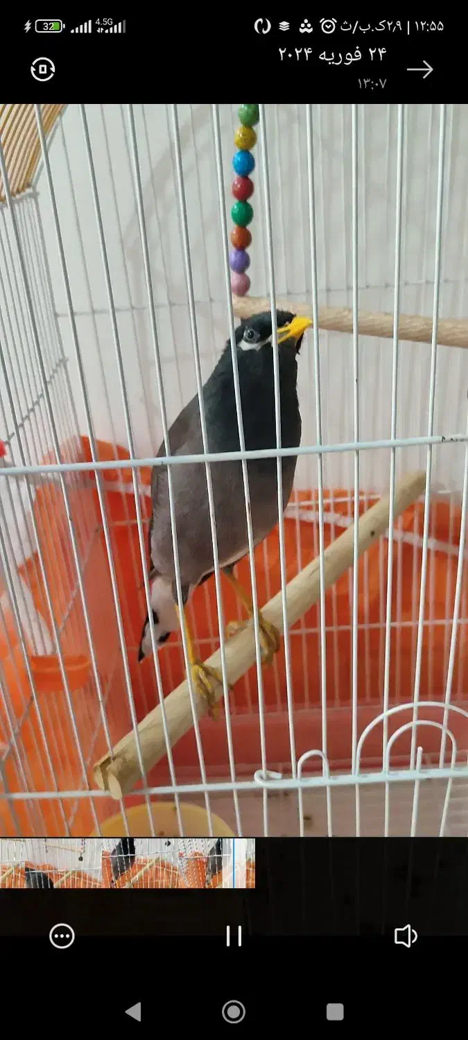 مرغ مینا سخنگو|پرنده|آشخانه, |دیوار