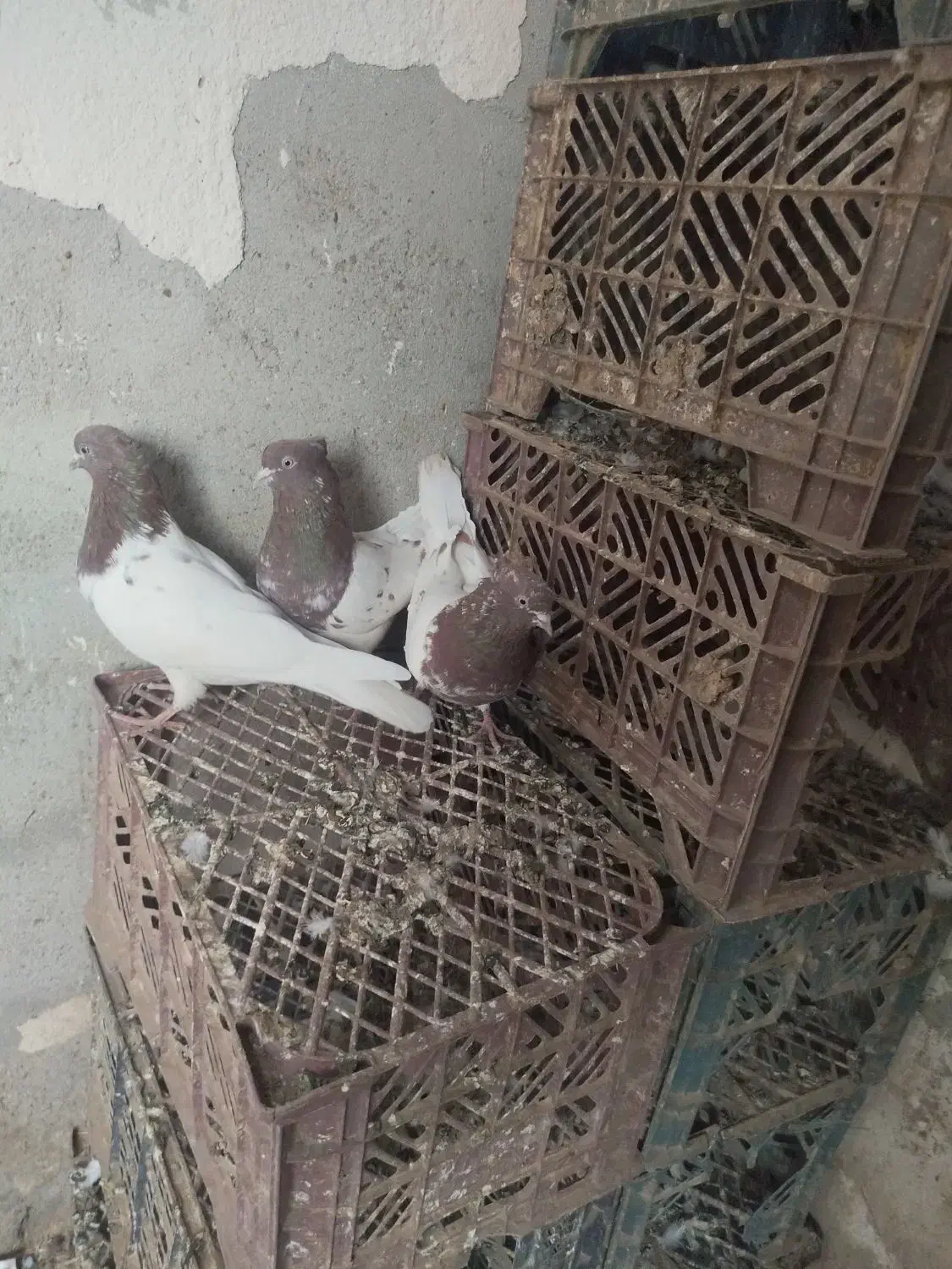 کله قرمز|پرنده|فیروزآباد (آذربایجان), |دیوار