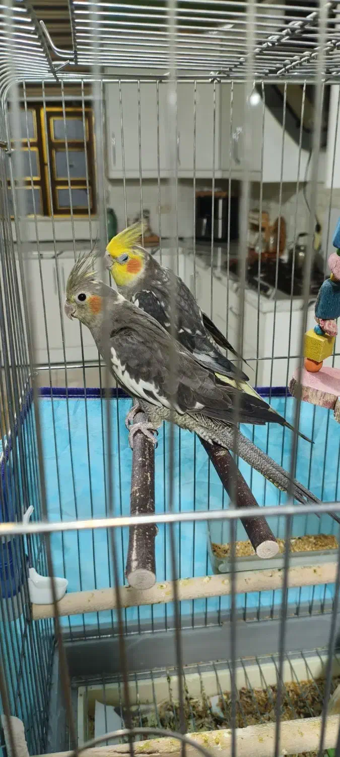 عروس هلندی همراه با قفس|پرنده|بندرعباس, |دیوار