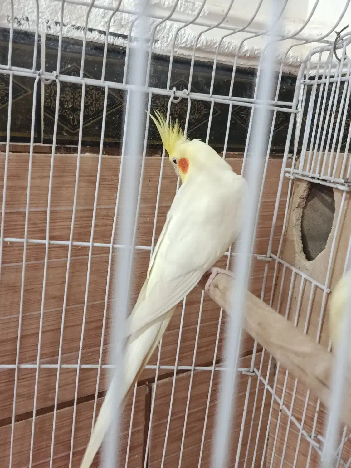 عروس هلندی|پرنده|رامشیر, |دیوار