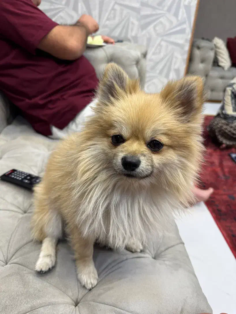 گمشده در کوی وحدت خیابان شهید نسیمی|حیوانات|شیراز, کوی وحدت|دیوار