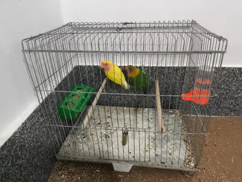 پرنده طوطی برزیلی|پرنده|کوهمره, |دیوار