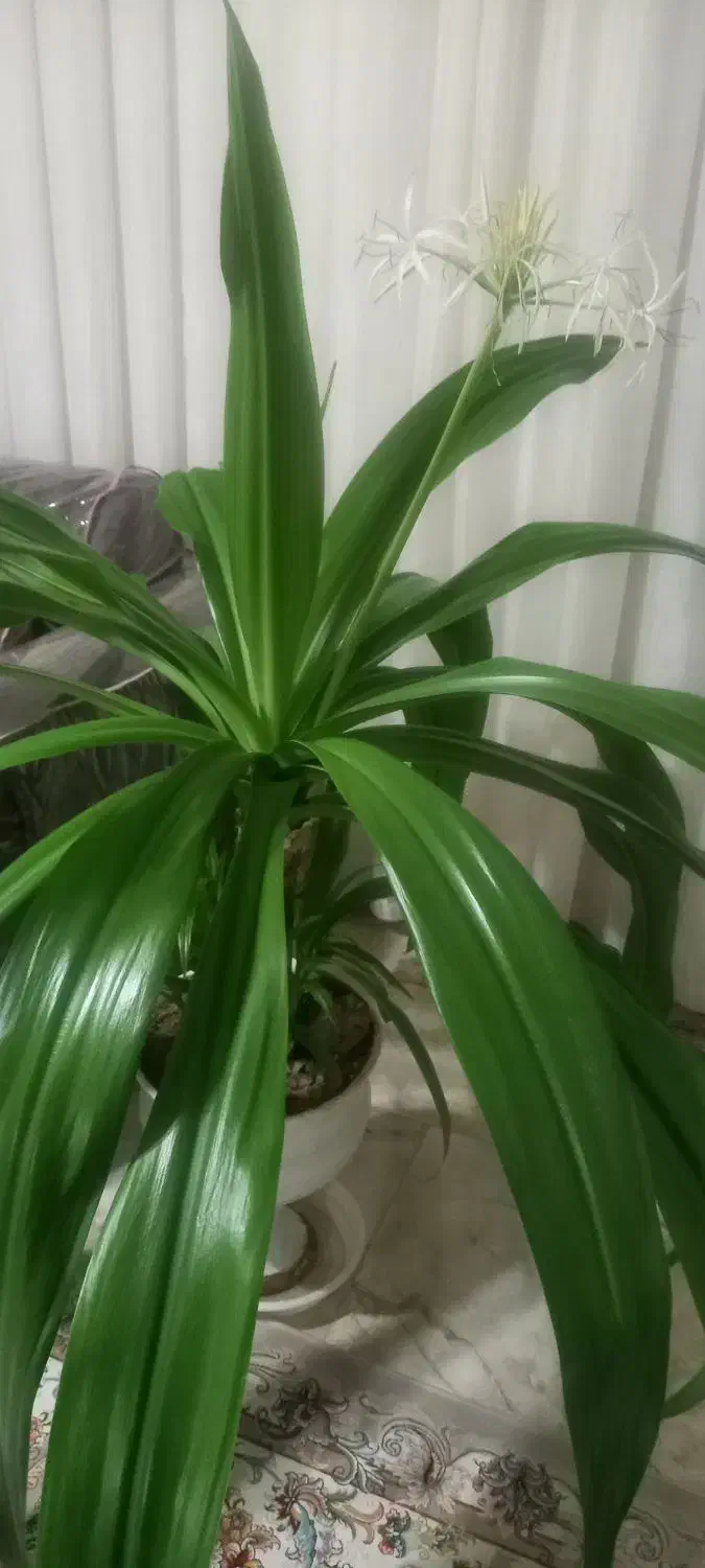 گل ذرتی بزرگ با گلدان سرامیکی|گل و گیاه طبیعی|آباده, |دیوار