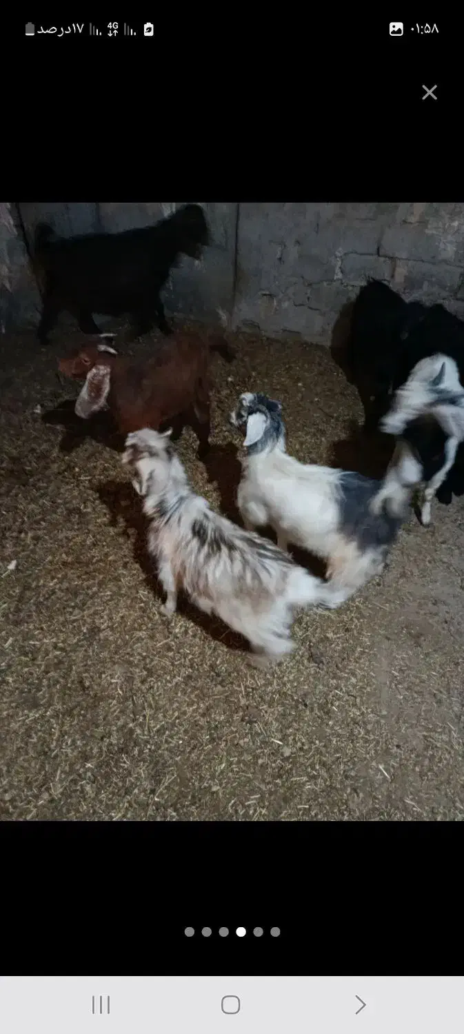 بزغاله|حیوانات مزرعه|ملکان, |دیوار