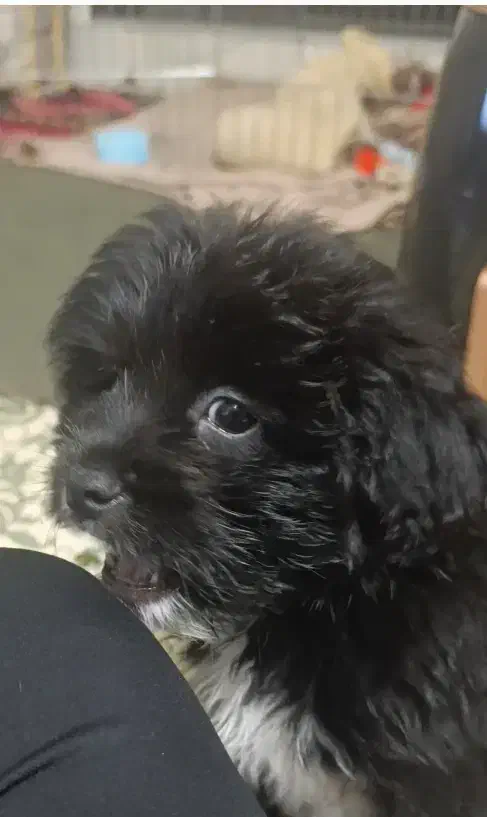 سگ شیتزو کراس|سگ|زاهدان, |دیوار