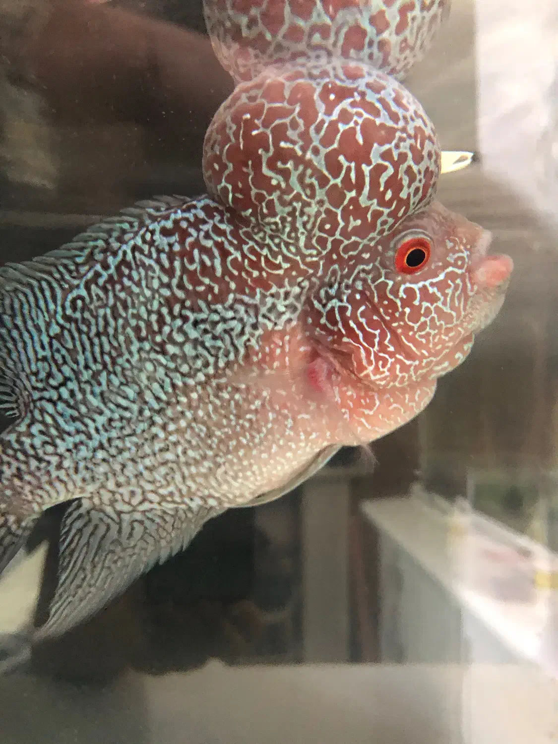 ماهی فلاور هورن درجه یک خارجی تایلندی|ماهی|خرمآباد, |دیوار