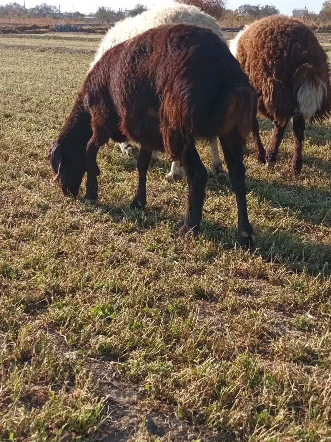 بره ماده شیشک|حیوانات مزرعه|گلپایگان, |دیوار