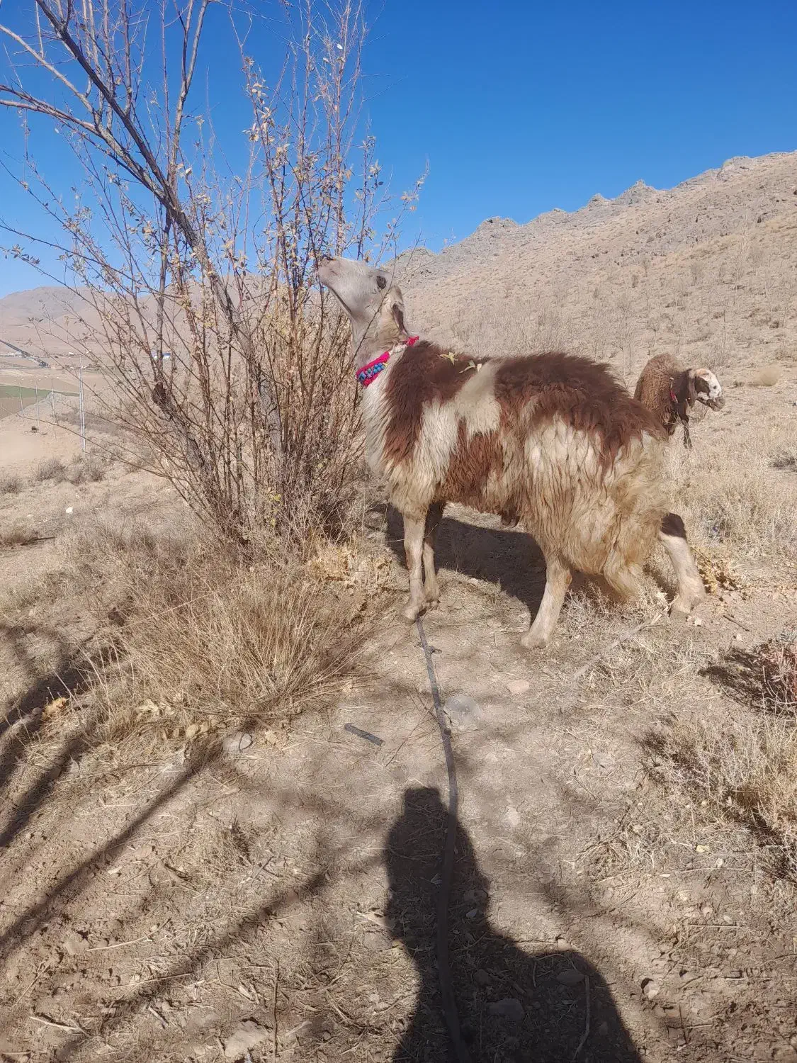 بره قوچ  شیشک افشار|حیوانات مزرعه|داران, |دیوار