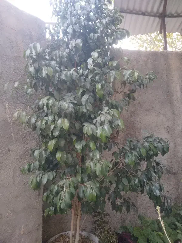 درختچه بنجامین بلک|گل و گیاه طبیعی|هشتگرد, هیو|دیوار