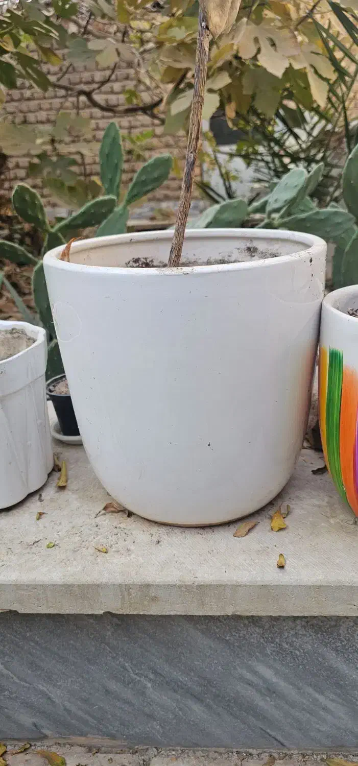 گلدون خالی|گل و گیاه طبیعی|گرمسار, |دیوار