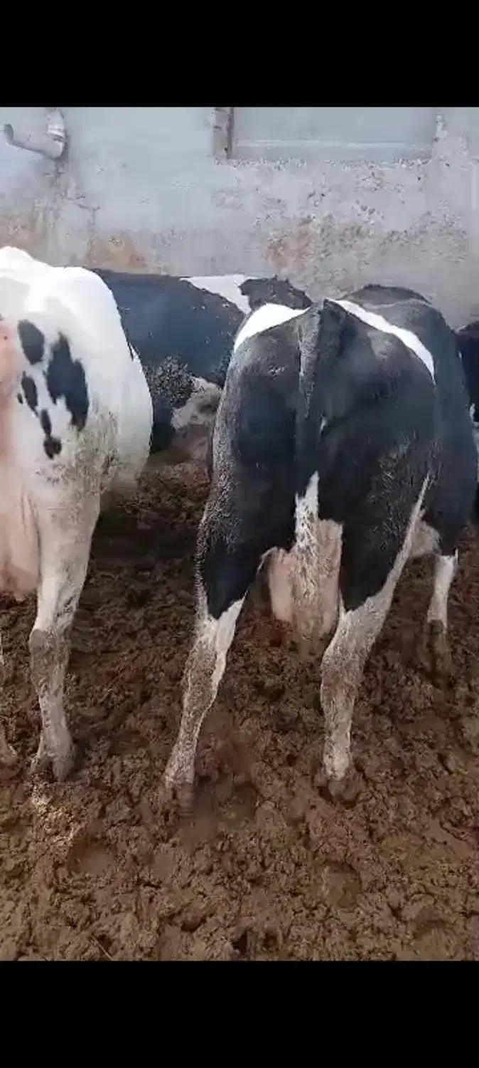 گاو فروشی شیر بالا|حیوانات مزرعه|اشترینان, |دیوار