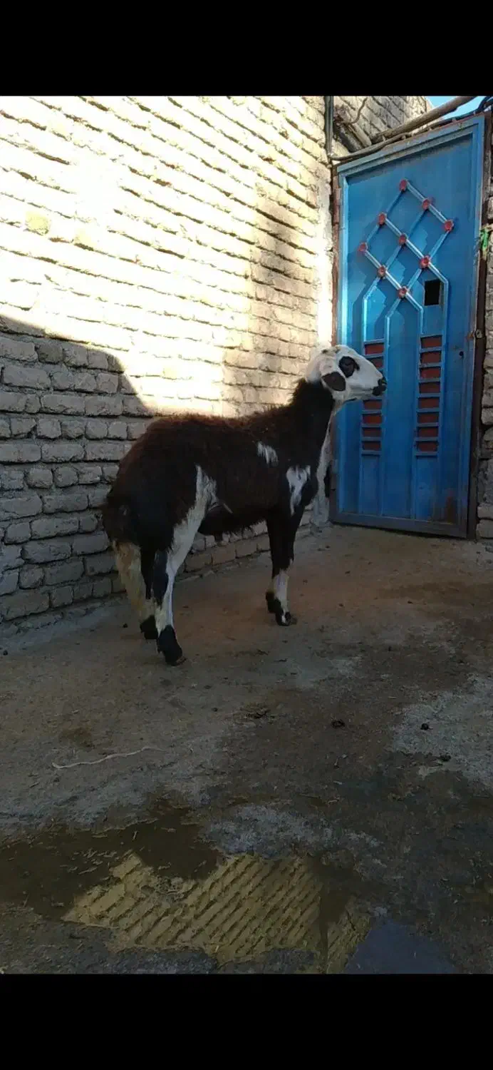 گوسفند|حیوانات مزرعه|بروجرد, |دیوار