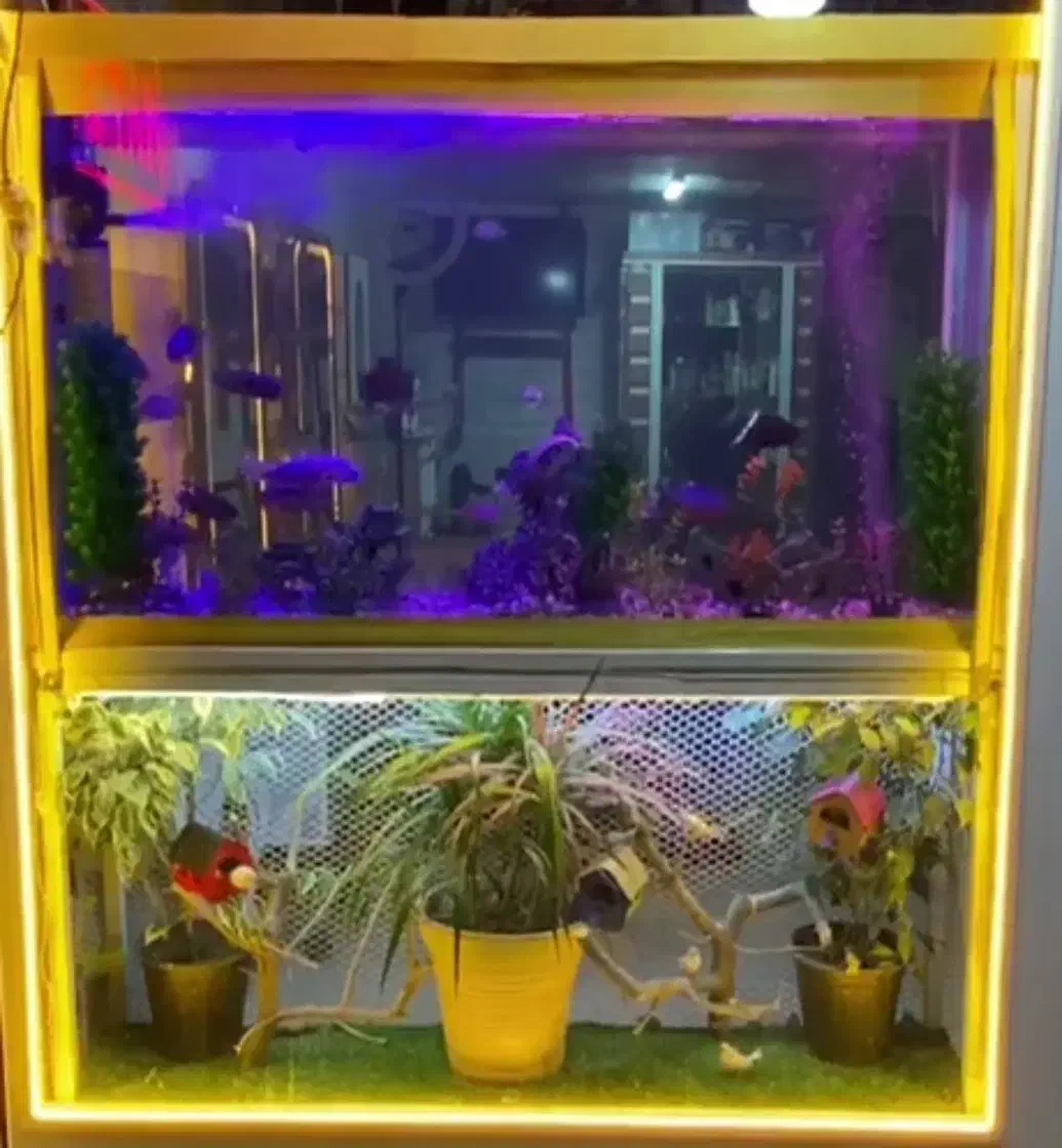 آکواریوم بزرگ با فضایی رویایی|ماهی|گنبد کاووس, |دیوار