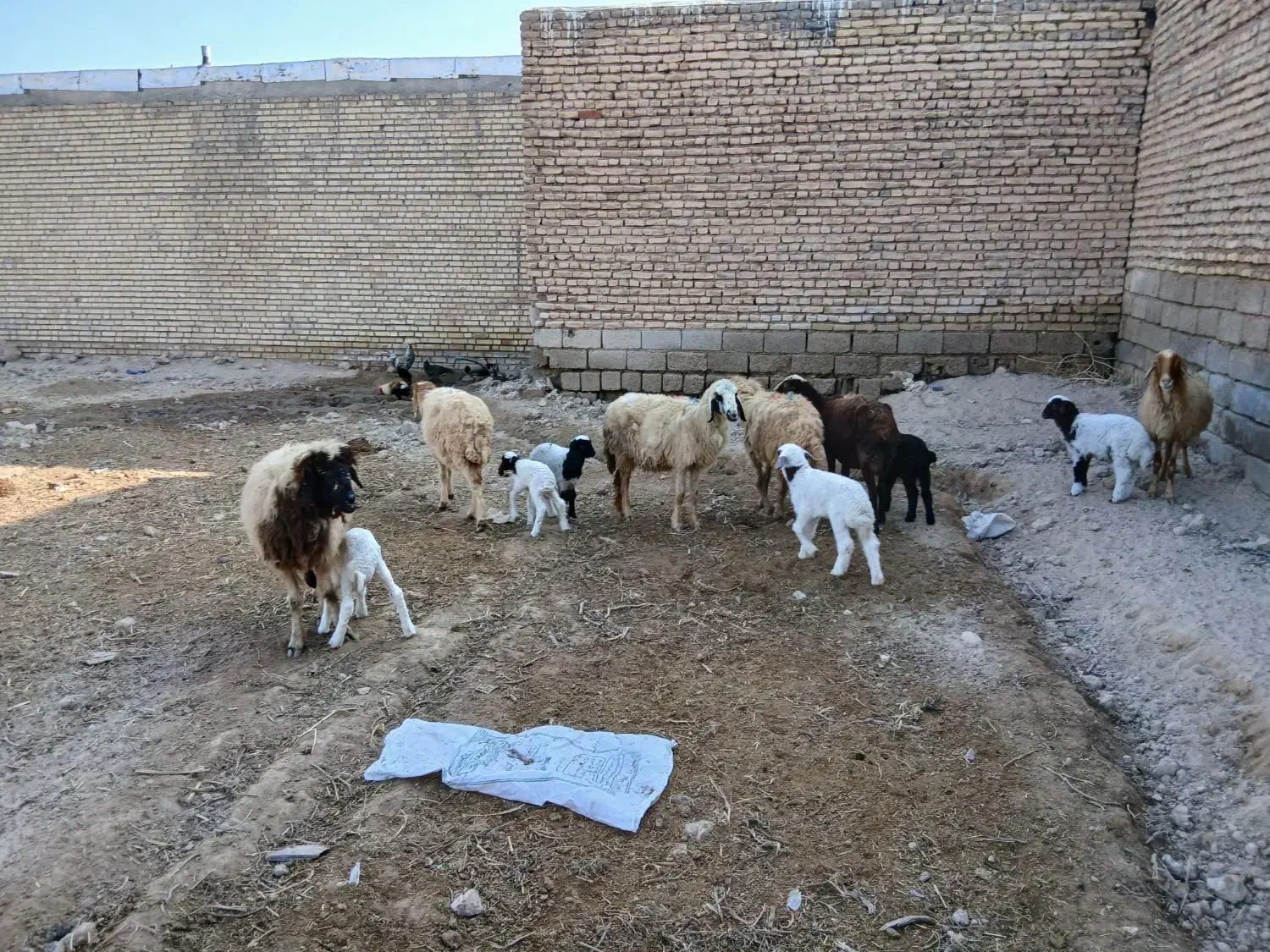 بره نر و ماده گوسفند بز|حیوانات مزرعه|شوش, |دیوار