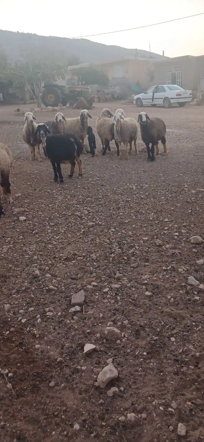 میش|حیوانات مزرعه|میمند, |دیوار