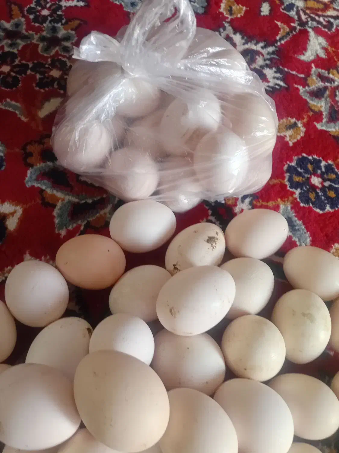 تخم مرغ محلی|حیوانات مزرعه|گتوند, |دیوار