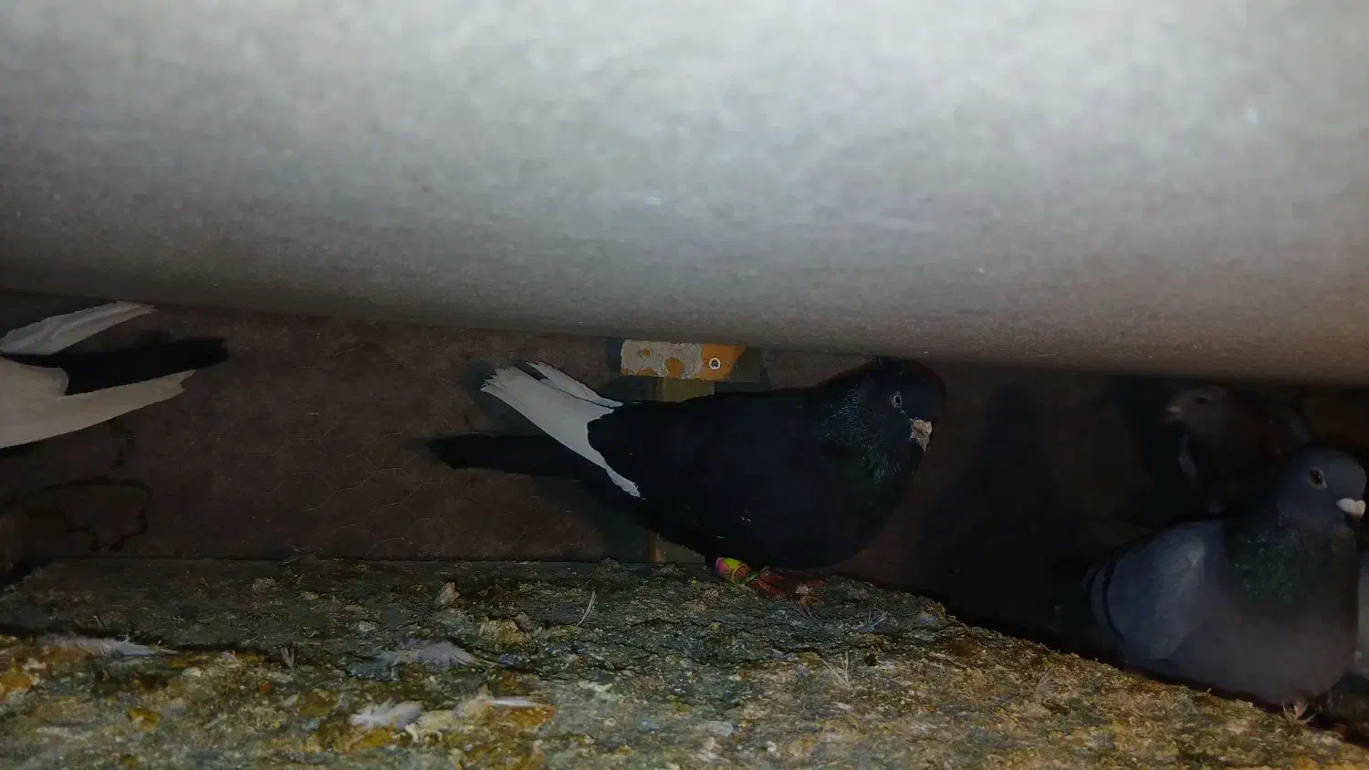 یک جفت کفتر|پرنده|فیروزکوه, |دیوار