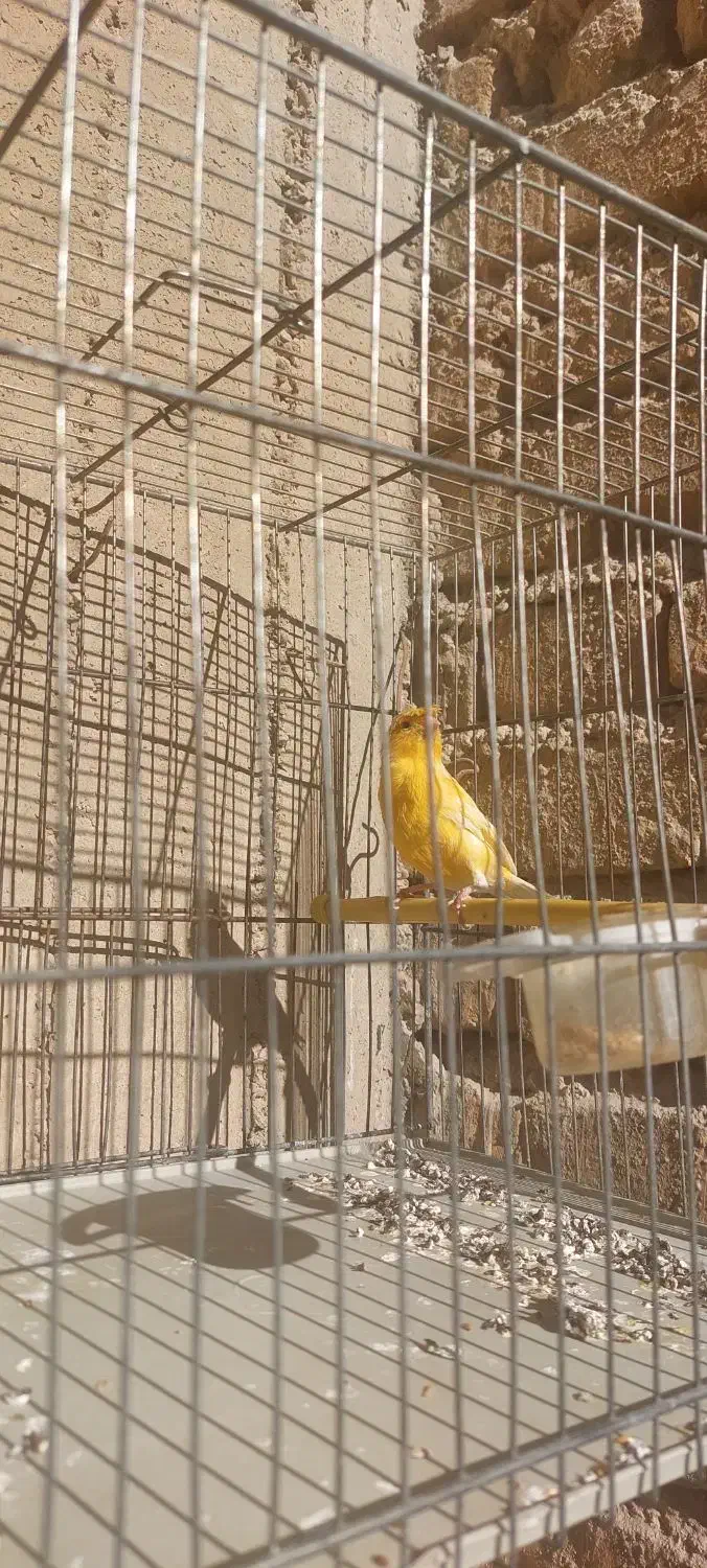 قناری پرتغالی نر|پرنده|مرودشت, ثبت احوال|دیوار