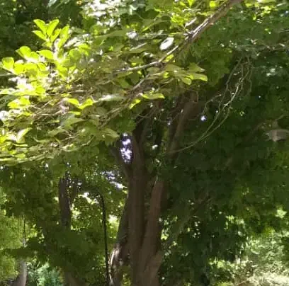 ۳۲۰۰ متر چهاردیواری در ایجدان|اجارهٔ دفتر صنعتی، کشاورزی، تجاری|جوادآباد, |دیوار