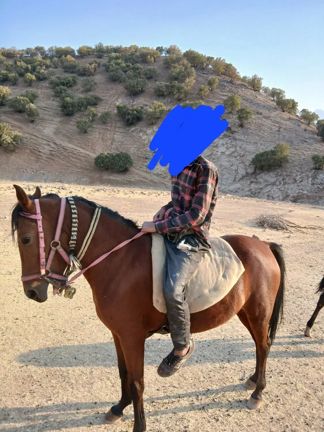 اسب مادیان|اسب و تجهیزات اسبسواری|خرمآباد, |دیوار