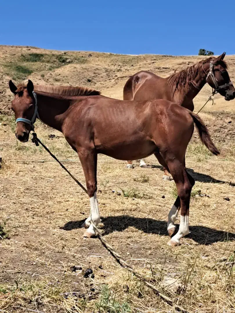 فروش سه راس نوزین با کره 6ماه ی مادیون|اسب و تجهیزات اسبسواری|الیگودرز, |دیوار