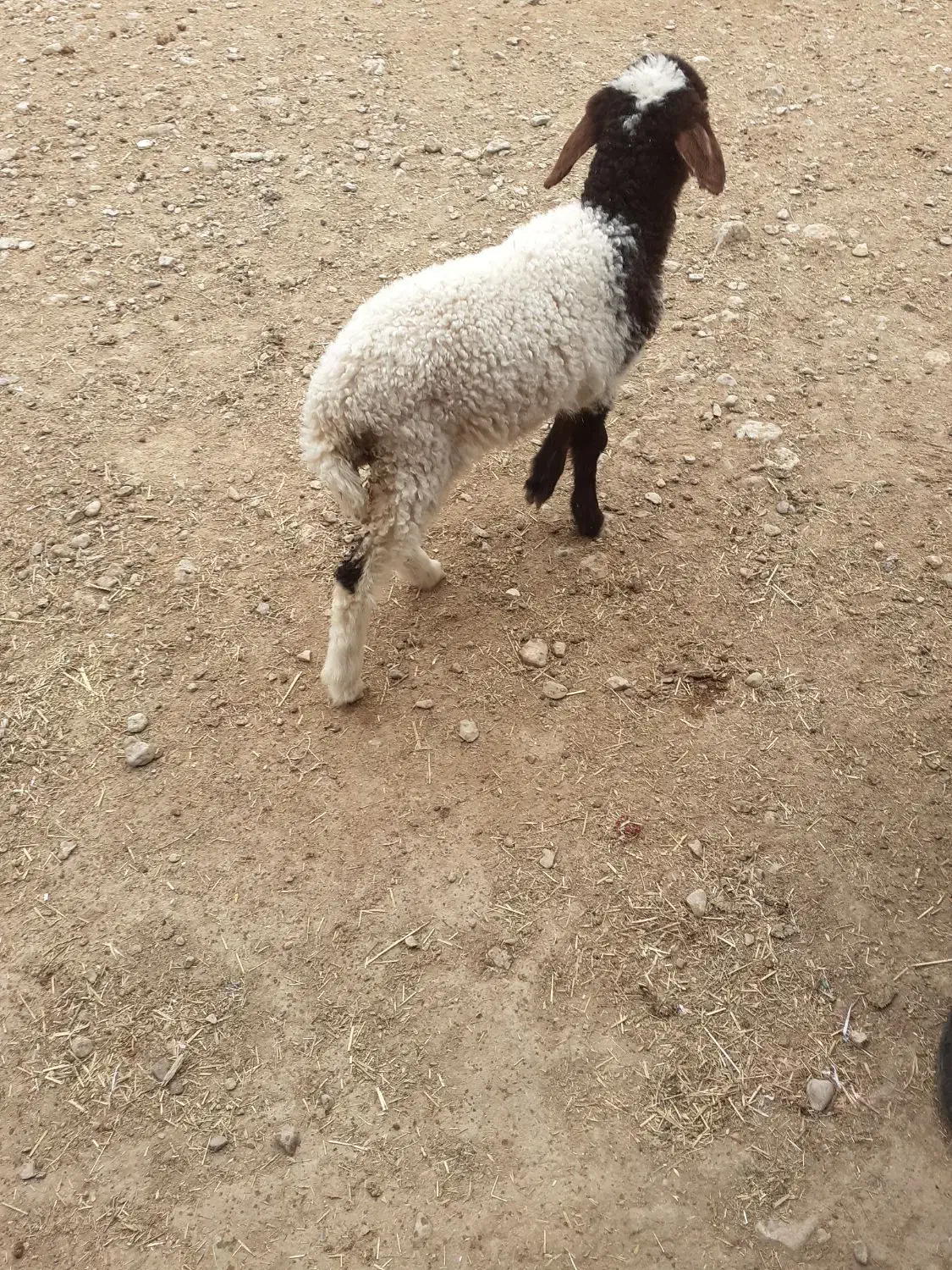 سلام دو عدد بره|حیوانات مزرعه|دهلران, |دیوار