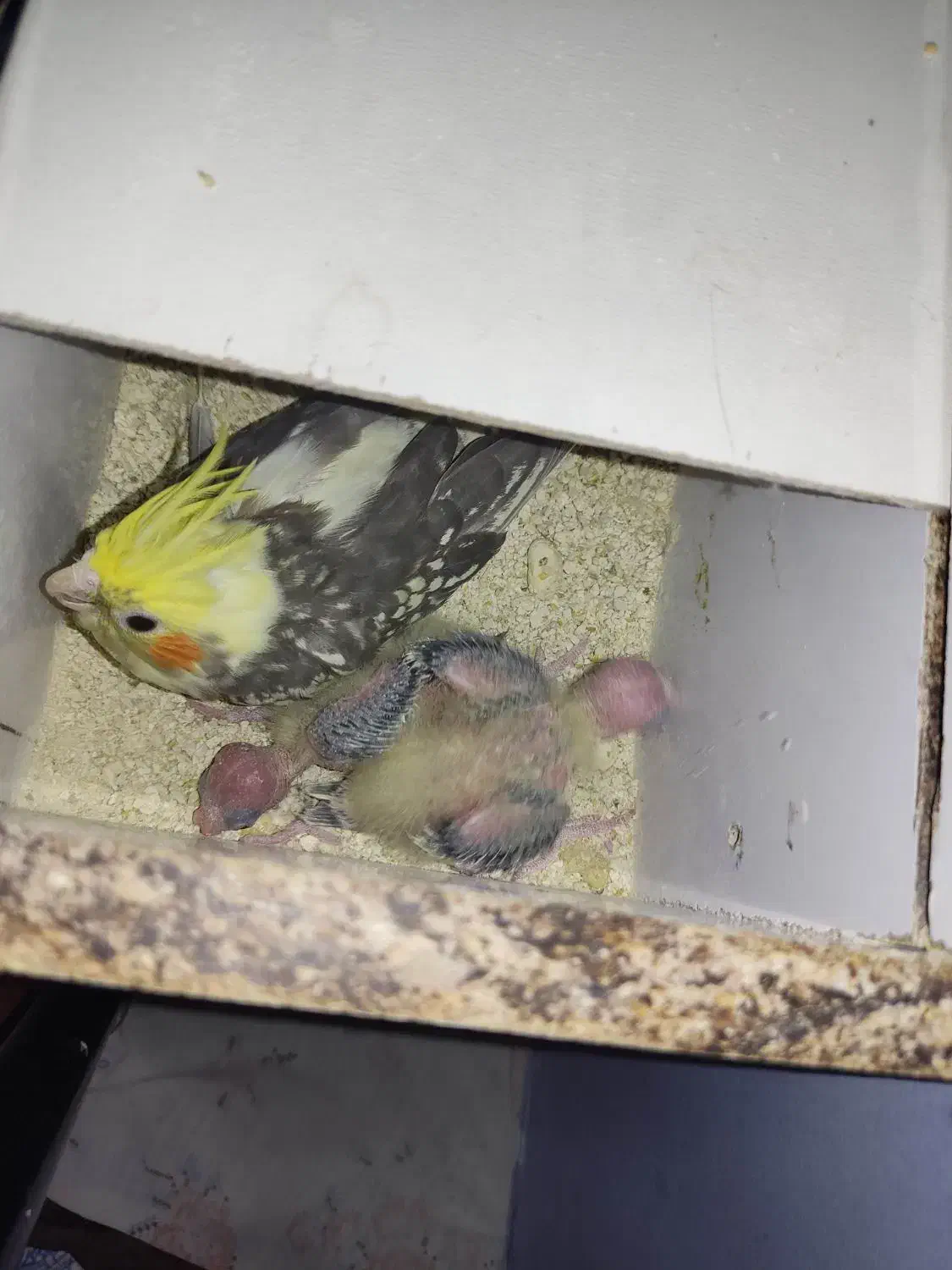 عروس هلندی با جوج|پرنده|فریمان, |دیوار