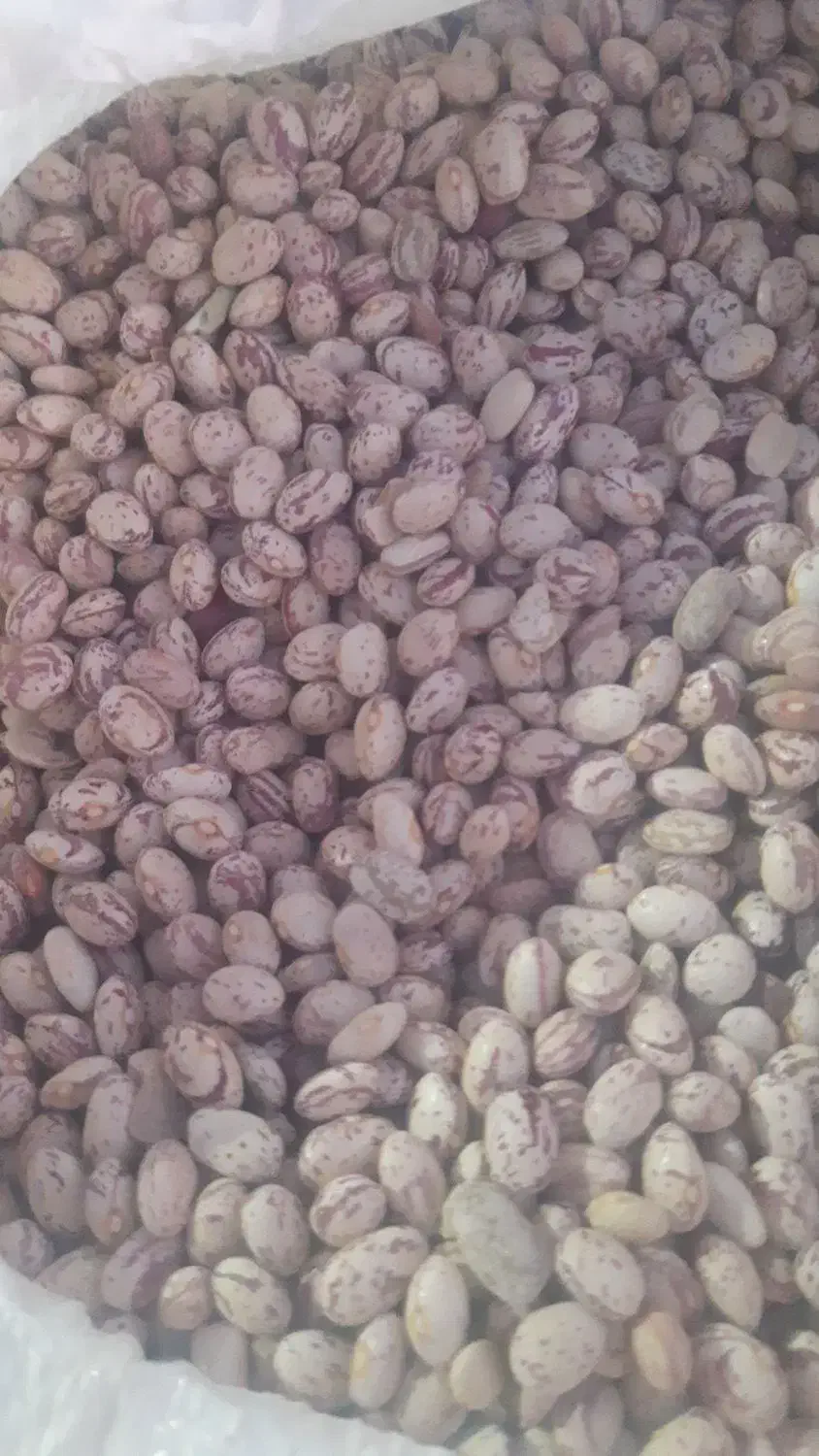 عدس ولوبیاو نخود|خوردنی و آشامیدنی|پاسارگاد, |دیوار