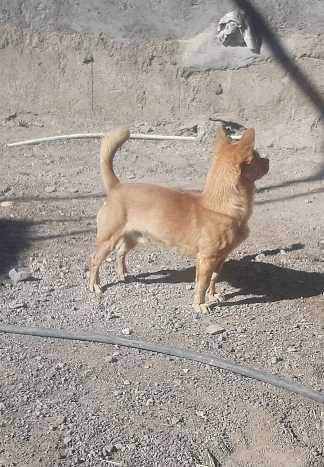 سگ شیواوا اصل|سگ|بم, |دیوار