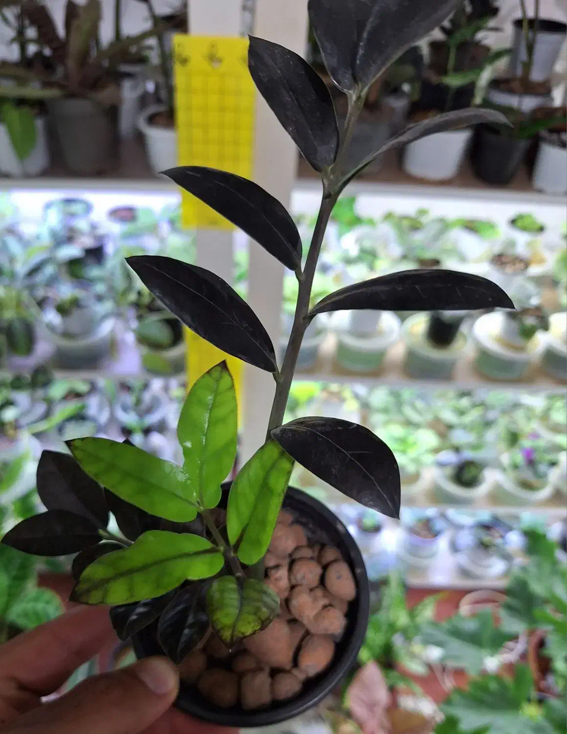 گل گلکسیونی خاص|گل و گیاه طبیعی|تبریز, |دیوار